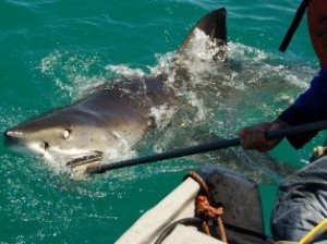 A white shark clamps on the bite force meter.