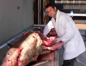 Enrico Gennari dissects a white shark at the Natal Sharks Board