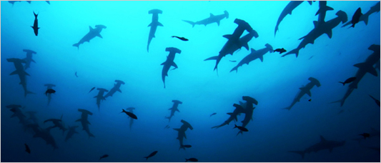 schooling sharks