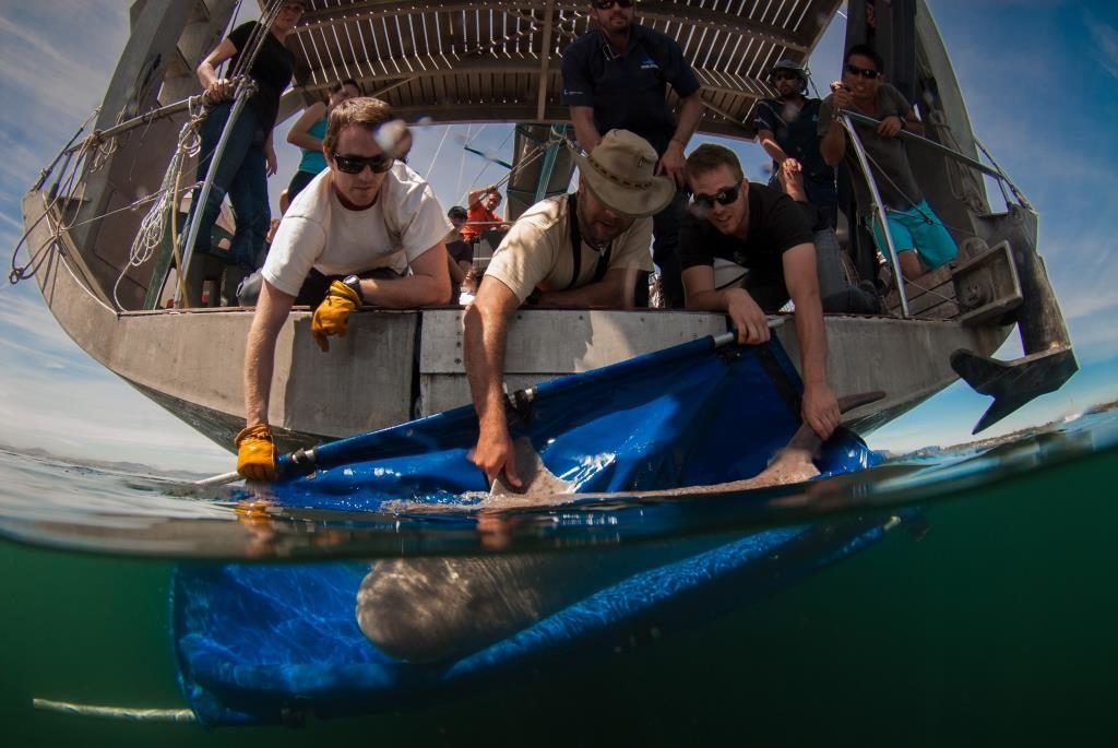 Shark project in Cape Town, South Africa with Alison and her team from shark spotters on board of Pangaea with Mike Horn and Young Explores.