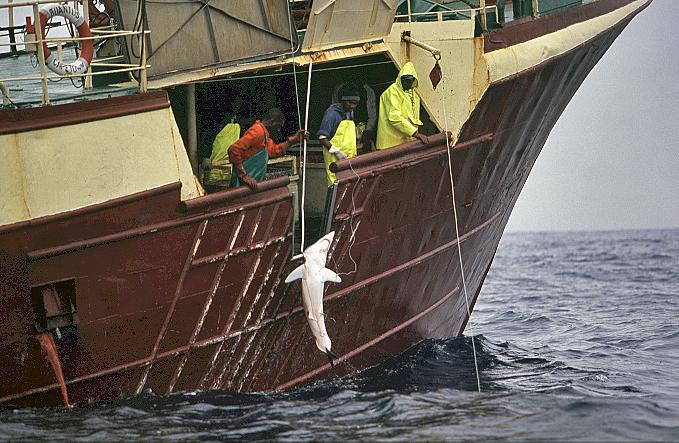 Where are Air Jaws? And what is happening to the White Shark Capital of the World?