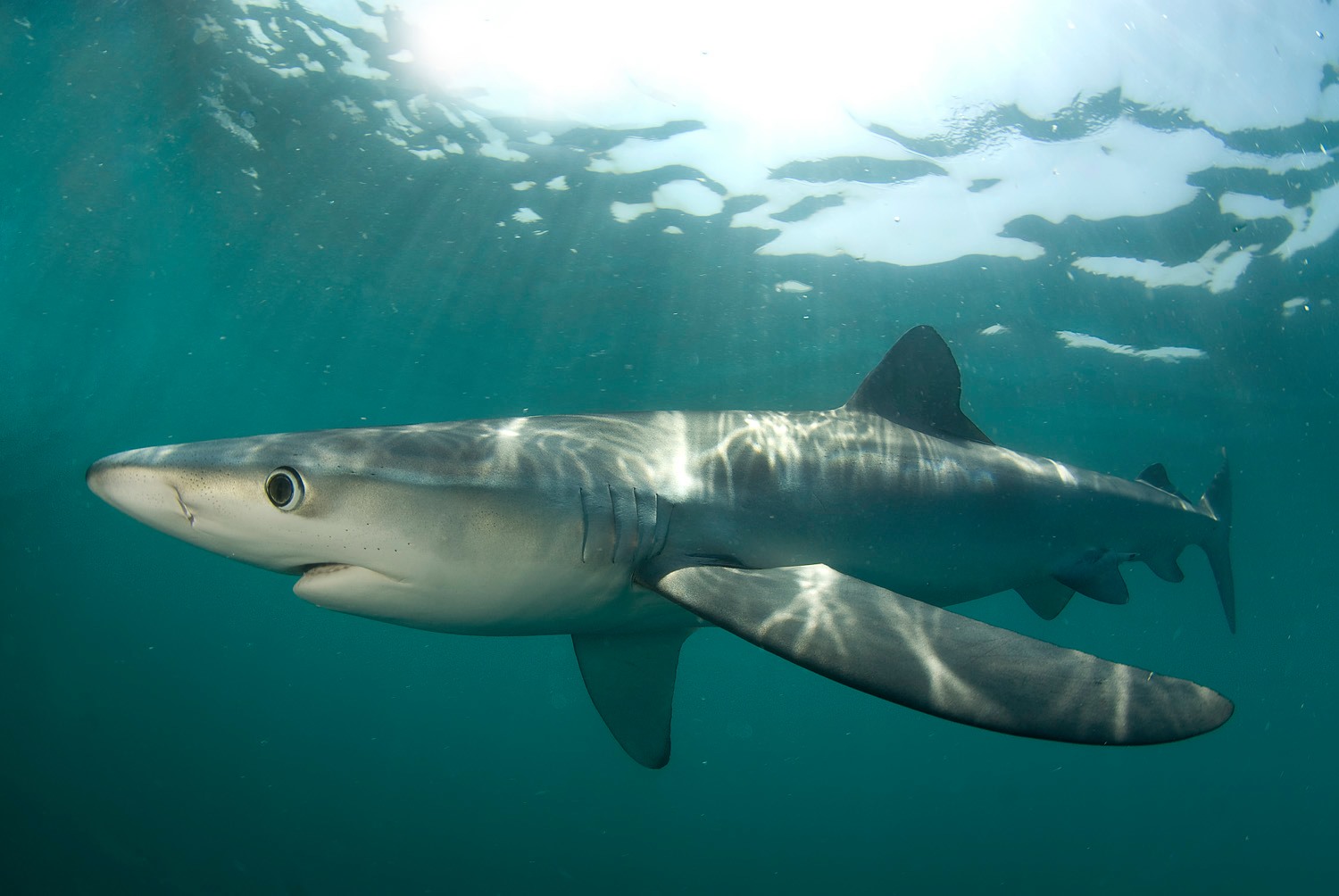 New Research Concludes Worrying News for Sharks