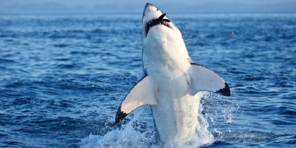 All About Sharks: Great White Sharks
