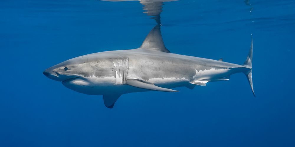 great white shark top view