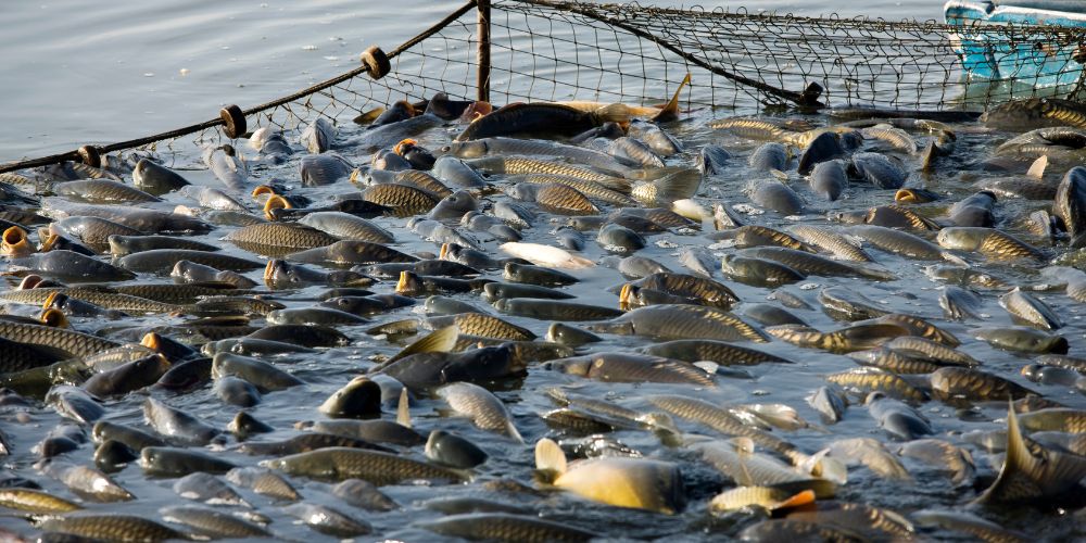 How Overfishing Threatens Ocean Sustainability