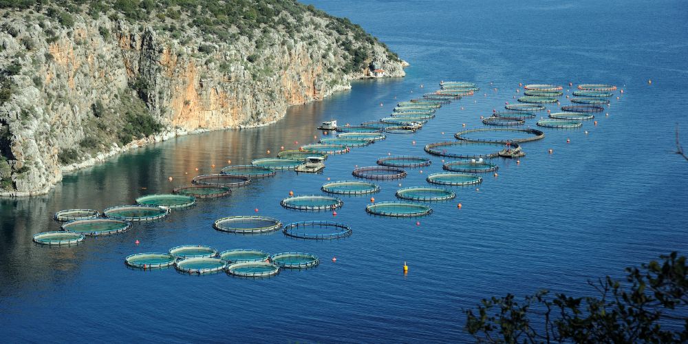 The Future of Sustainable Aquaculture