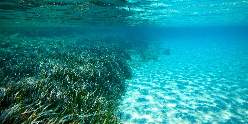 Mangroves and Seagrasses: Key Players in Carbon Sequestration